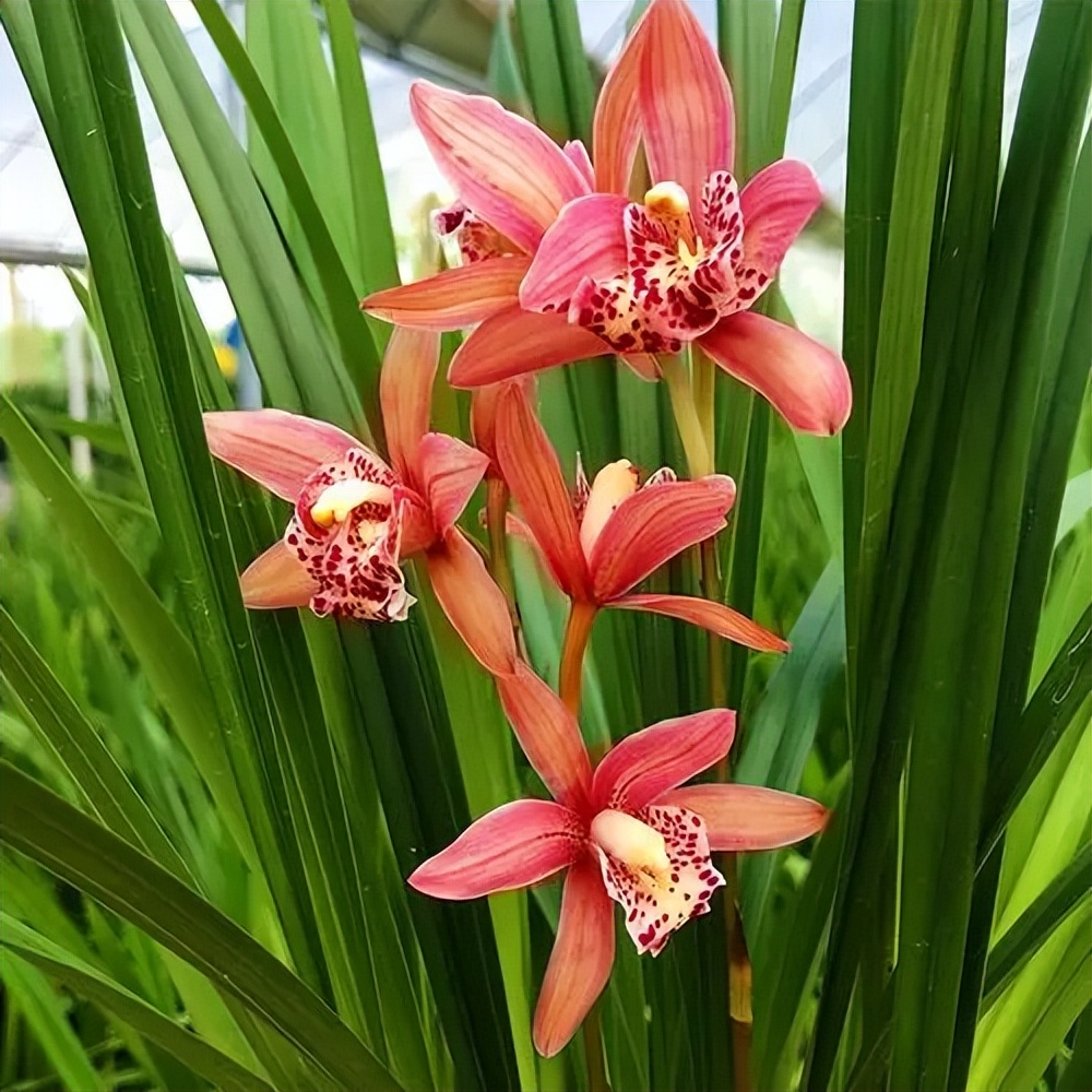 建兰铭品"红满天",花色艳丽,香气浓郁,上盆优雅大气