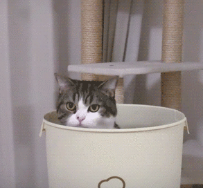 这只橘猫脾气不好,见谁都揍,偏偏在姥爷面前乖巧听话