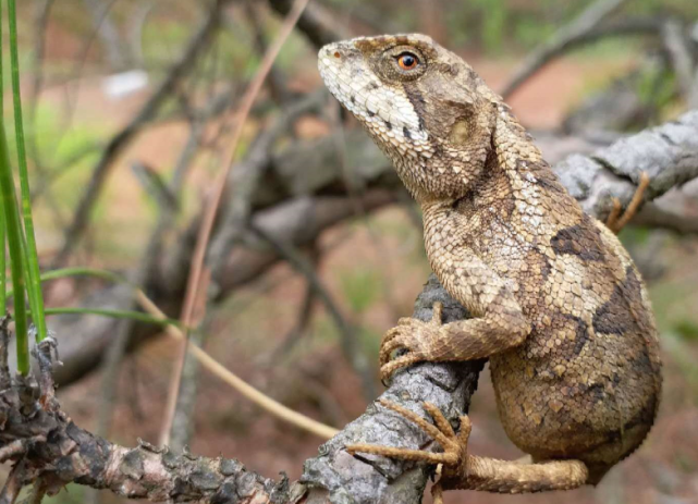 云南山中现罕见树蜥 身披豹纹皮眼神犀利
