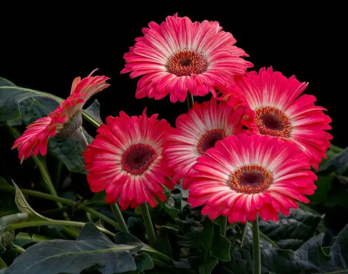 非洲菊花色丰富,花期长,养护做好后5点,越长花越多