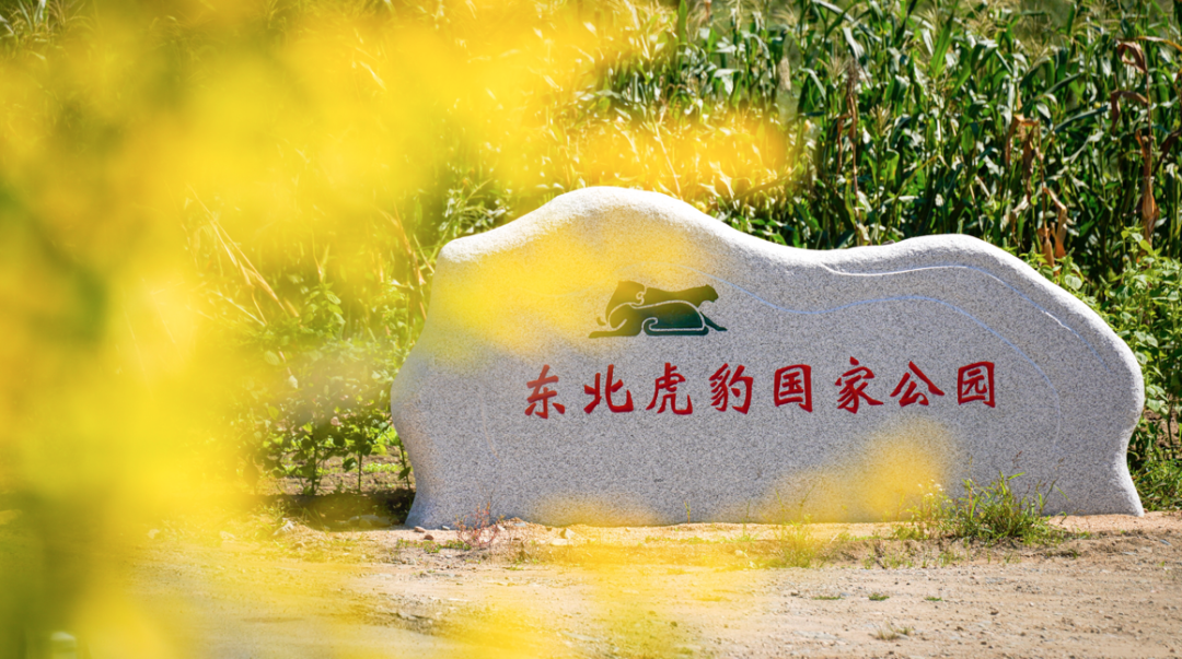 让东北虎豹回东北,悦刻做了件"出格"的事