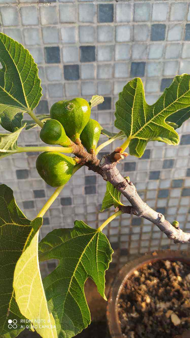 无花果的花放大图图片