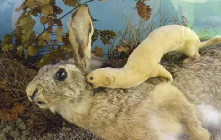 "食脑魔"现身新疆森林,长相可爱,每年却能吃掉3000只老鼠