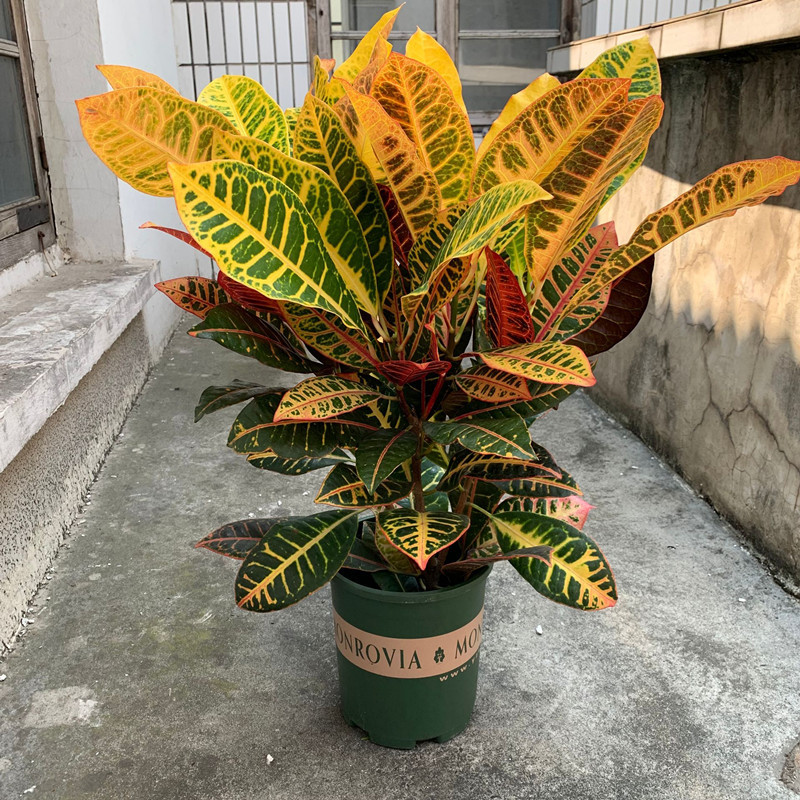 颜色装点生活,网红观叶植物,七彩变叶木的5大养护要点