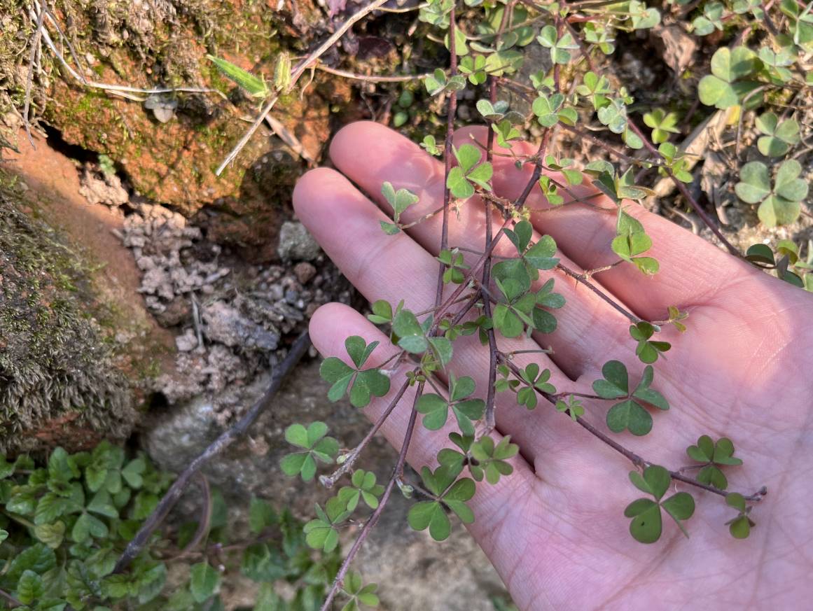 酸咪咪草图片