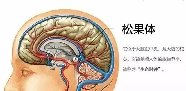 泥丸宫在什么位置图片