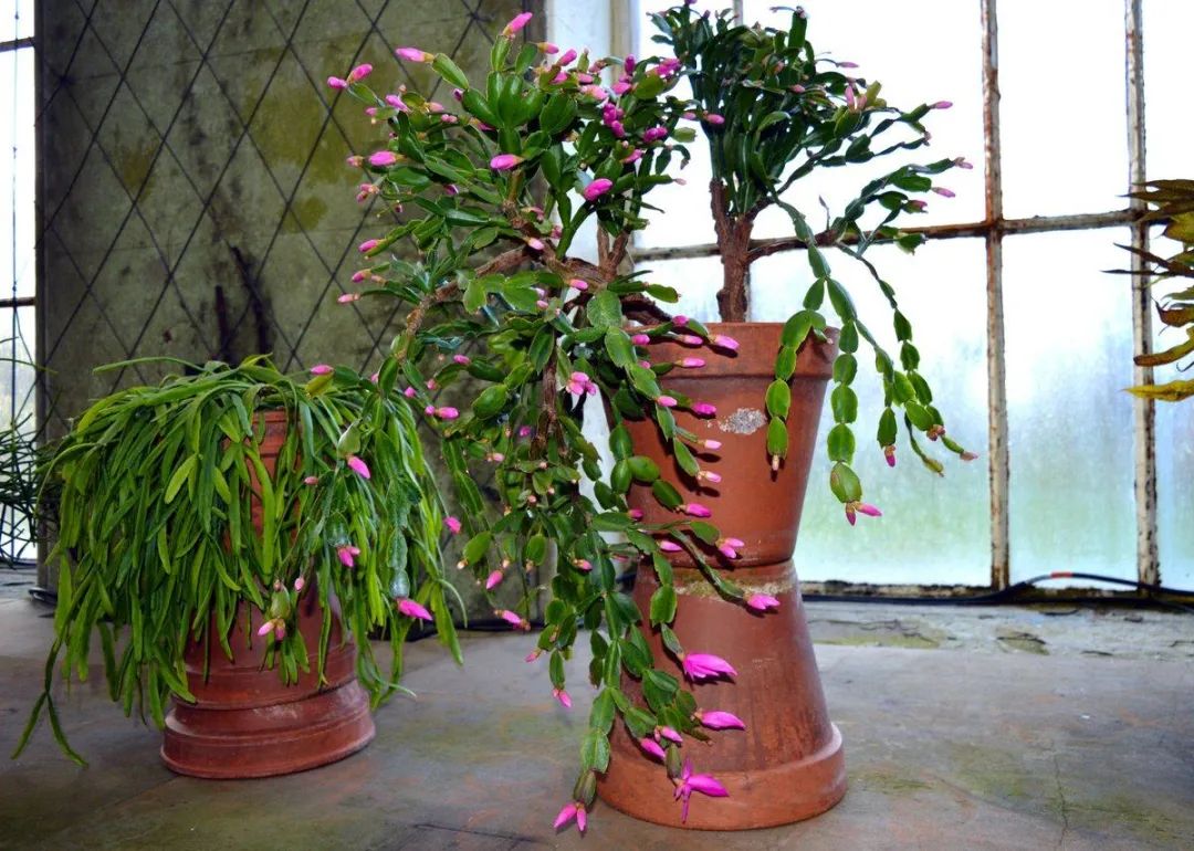 蟹爪兰,仙人指12月后促花技巧,做好几点,花苞不断冒出来