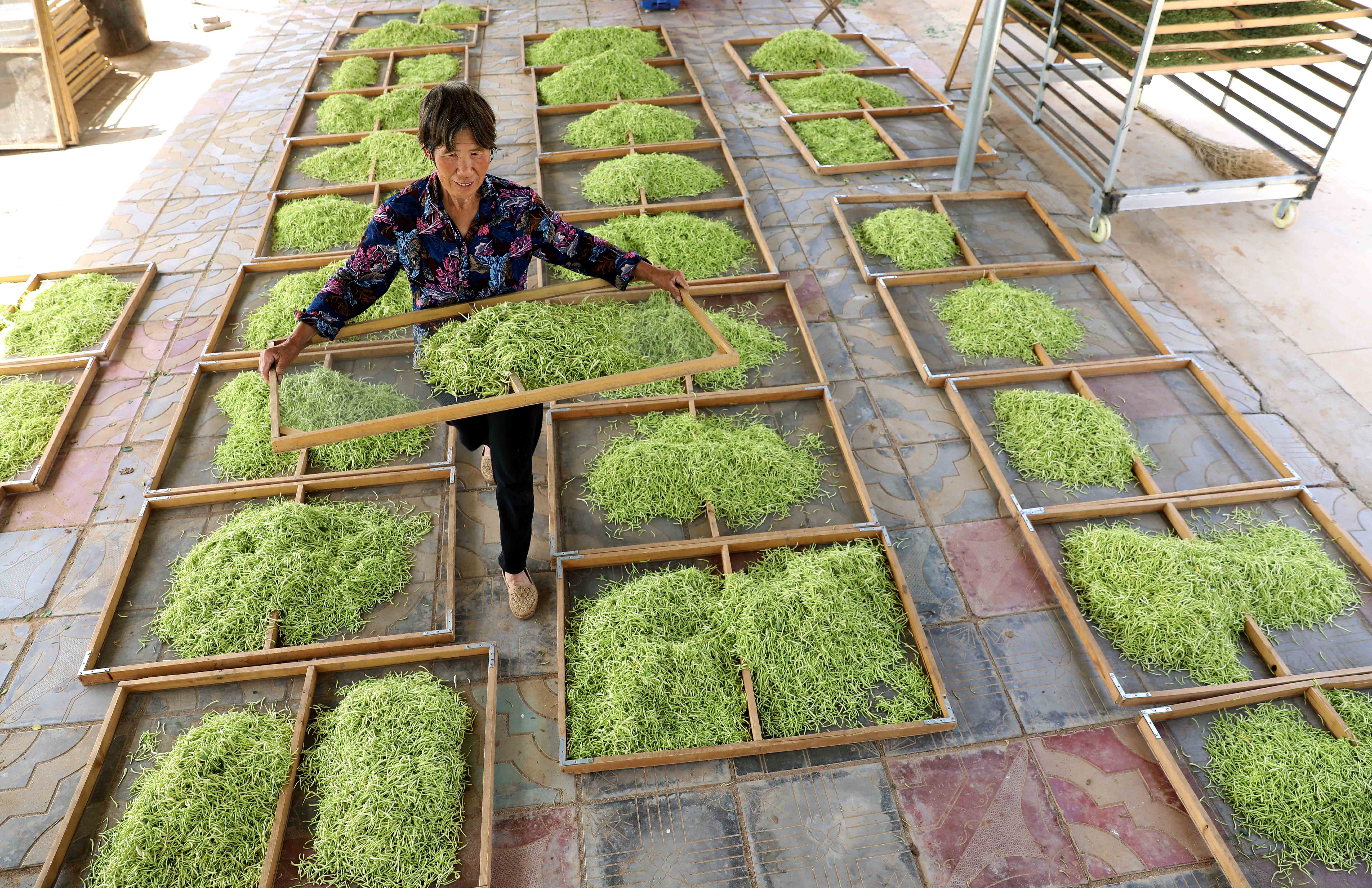 河北行唐:中药材种植产业铺就致富路(2)