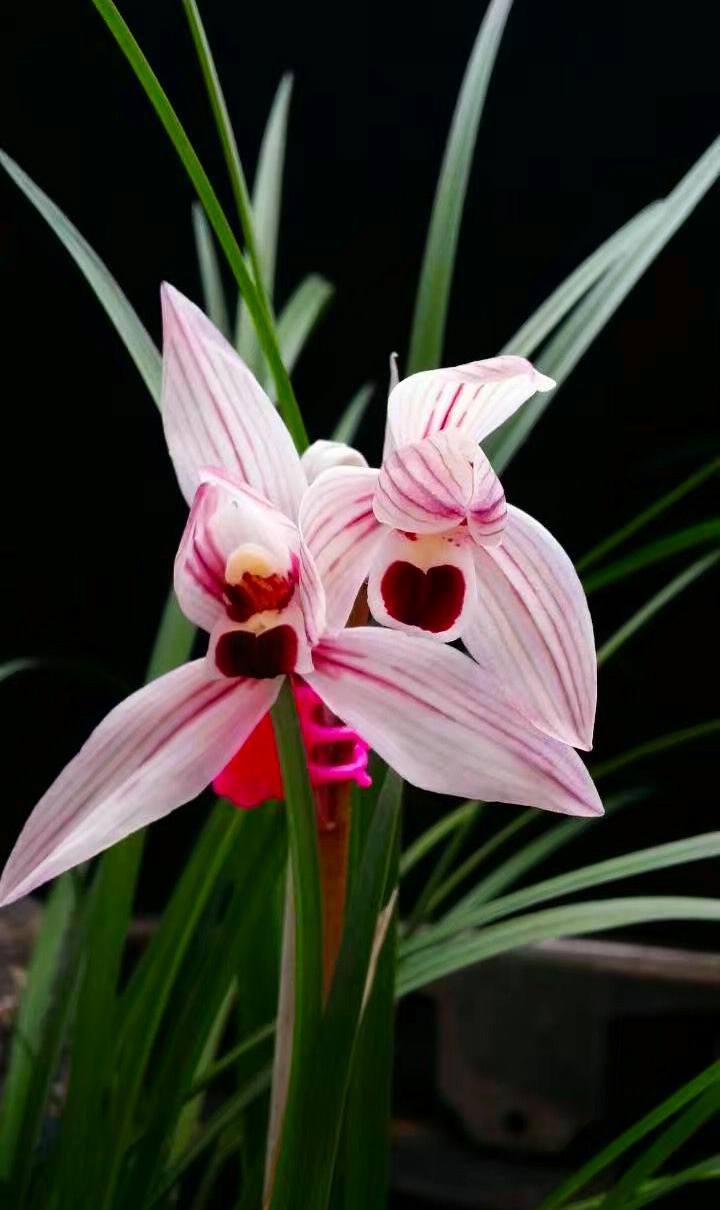 莲瓣兰"心心相印"名字吉利,开花好看,香味不错,怎能不受欢迎