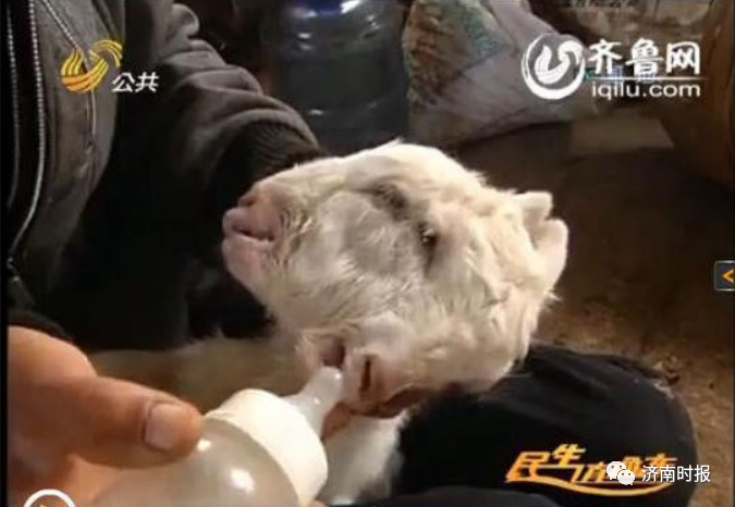 推荐罕见！济南一农户家的母羊生下一只小羊，7条腿8个蹄！
