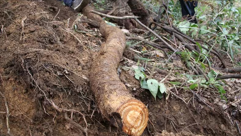 农村山上的野生葛根,正是采挖的季节,加工成粉100多元一斤