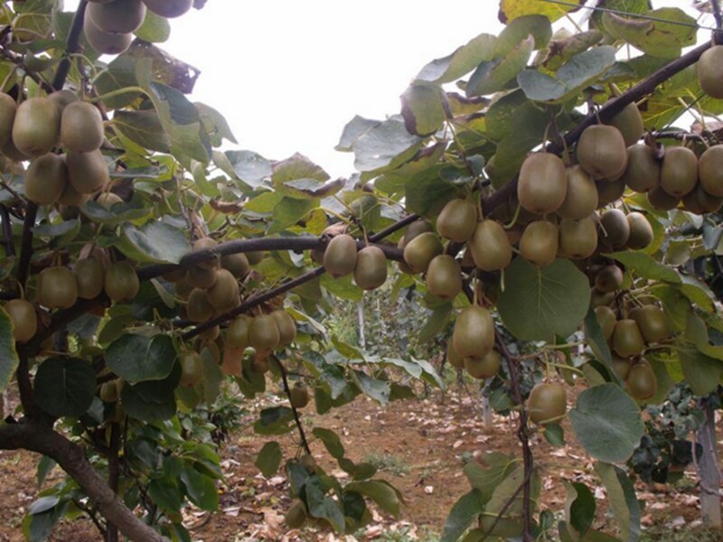 庭院种几棵软枣果树,好吃作用多,营养丰富又美味,产量高