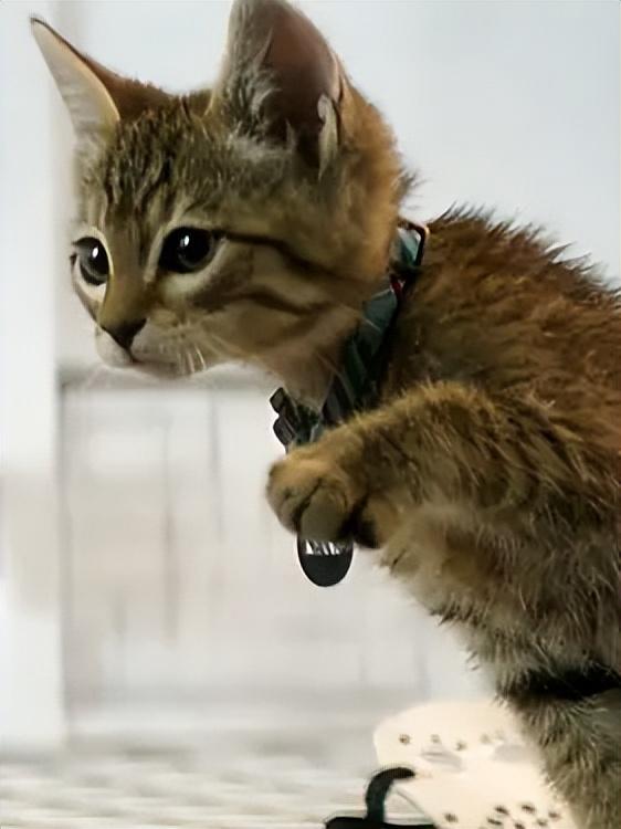 《基努猫》不仅是一部电影,也是灵性与奇遇的交织