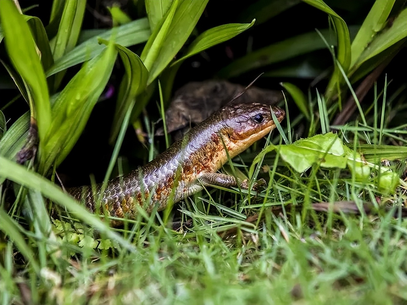 以前常见的猪婆蛇对人有害吗?为何如今很少见了?