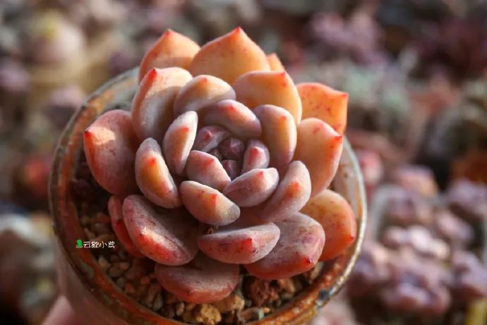 多肉梦露:风姿卓越,气质颇佳,也是很多人的心头肉