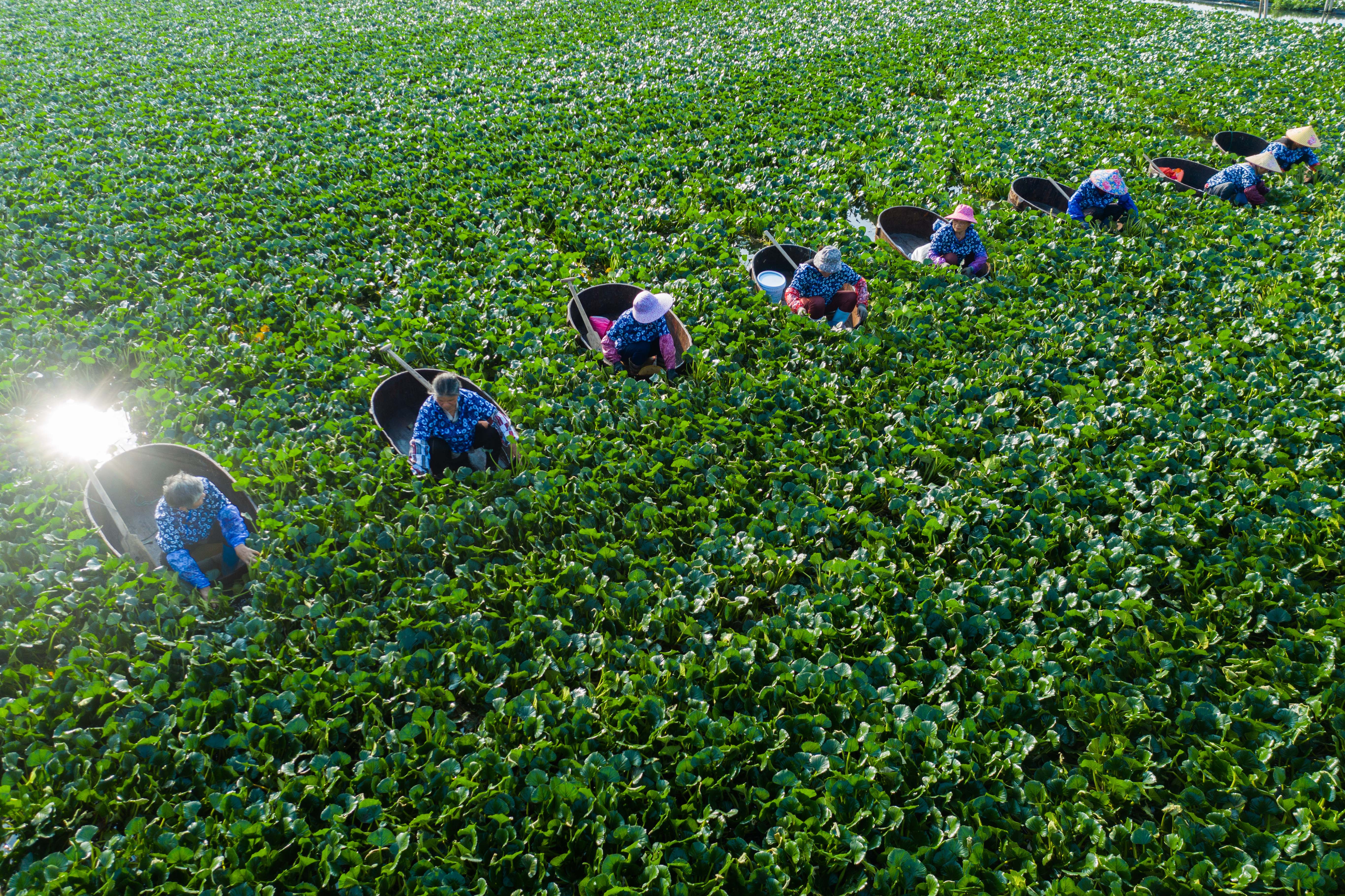 水乡八月菱角香(4)