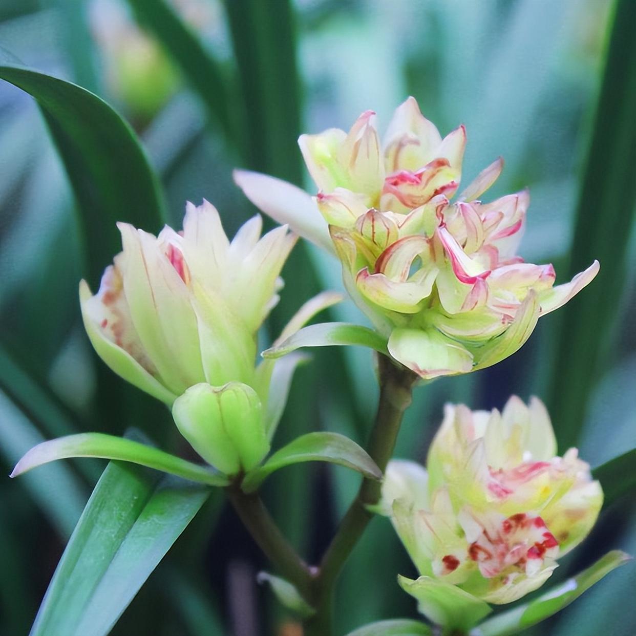 適合家養的蘭花,花色絢麗,蘭香撲鼻,易花易芽,新手也能養好