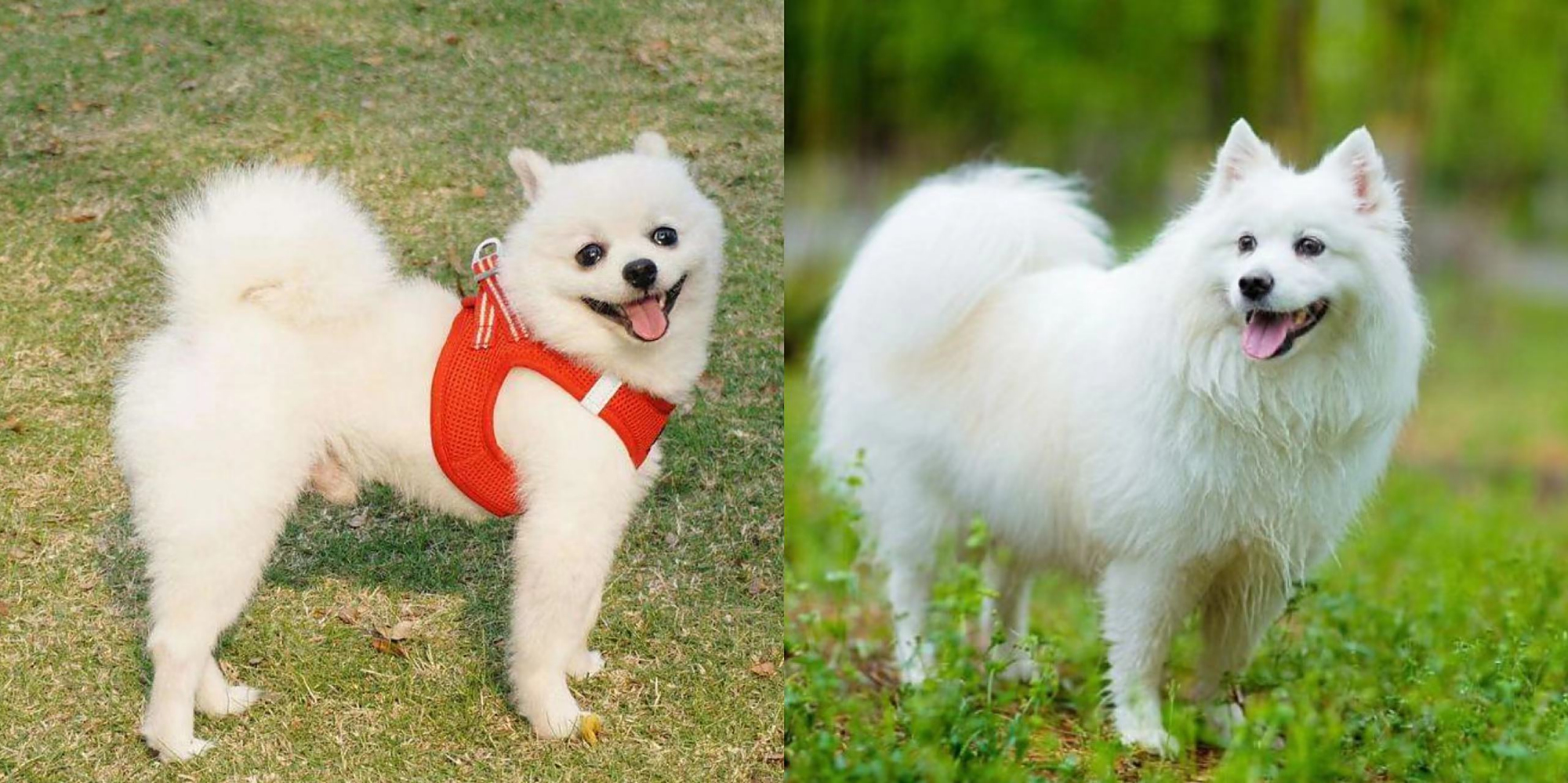 教你6个小技巧,迅速分辨博美犬和狐狸犬!