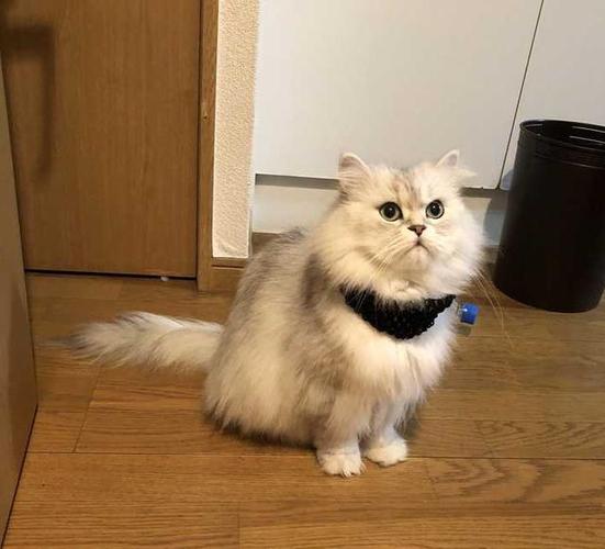 金吉拉猫体型大吗?它的特点是什么?