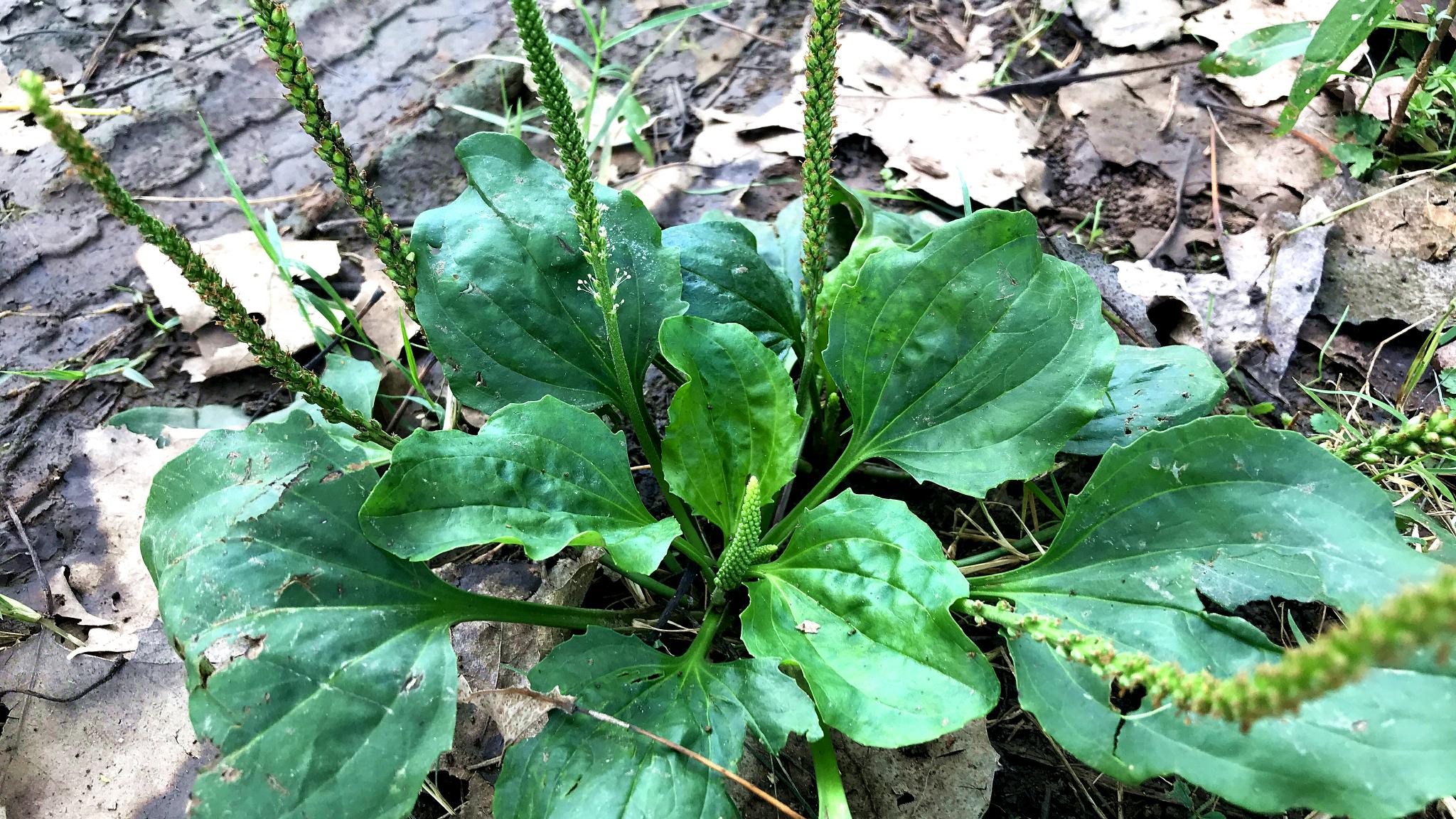 车前草是个"宝",常常泡水喝,4个问题或得以解决