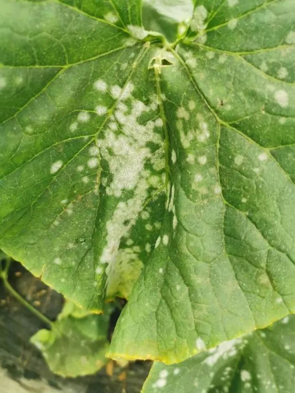 《生物农药:瓜菜白粉病难防难治,三个生物农药防治方案 白粉病 在会