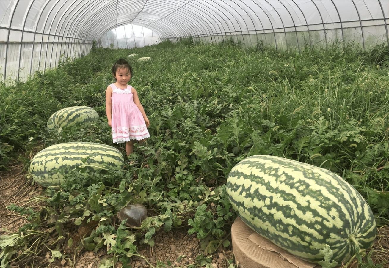 含糖量超13%"太空西瓜"?需两人才能抬动!售价高达1680元