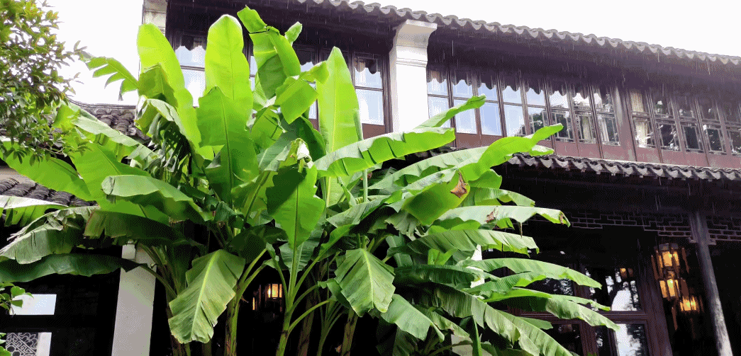 或听疏雨打芭蕉,欢悦爽利,睡起芭蕉叶上自题诗,可同贺铸一样,愿有一院