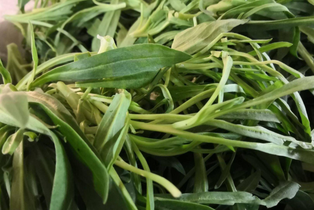 麦瓶草,也叫面条菜,米瓦罐,有3大功效,价值高,农民要了解!