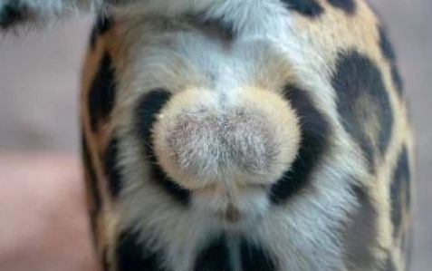 看到豹子的蛋蛋后……男朋友:给我打出来挂床头!