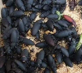 大麦虫的养殖和繁殖技术