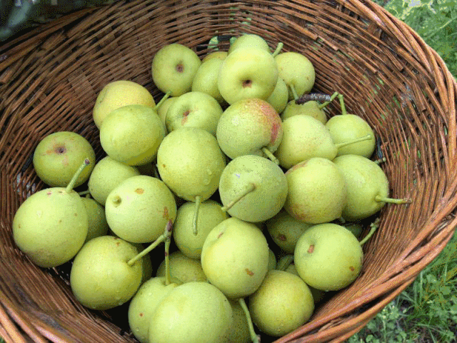 梨- 热门商品专区