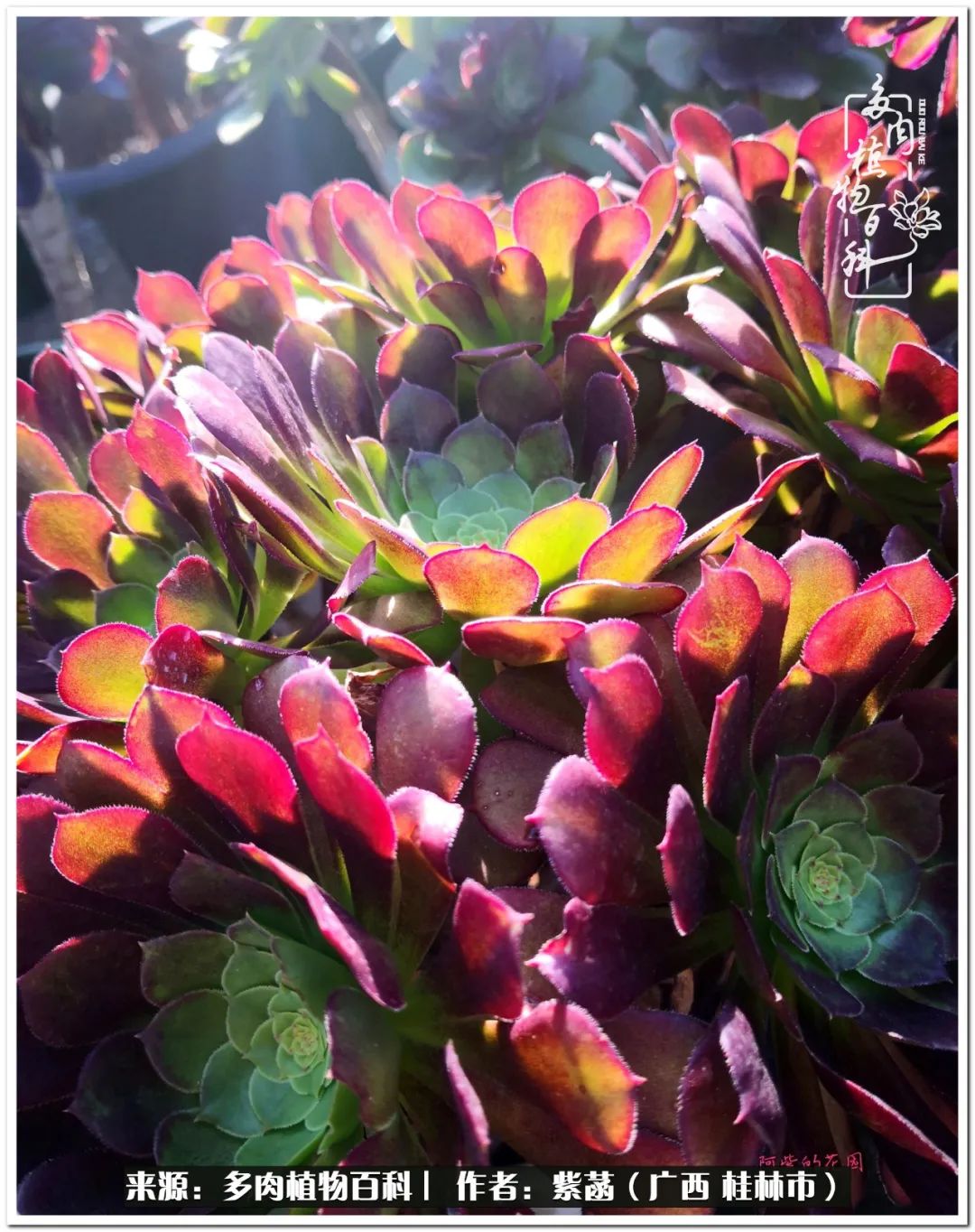 在四月的芳菲里,焚一炷心香;愿夏至疫散,山河无恙,你我皆安