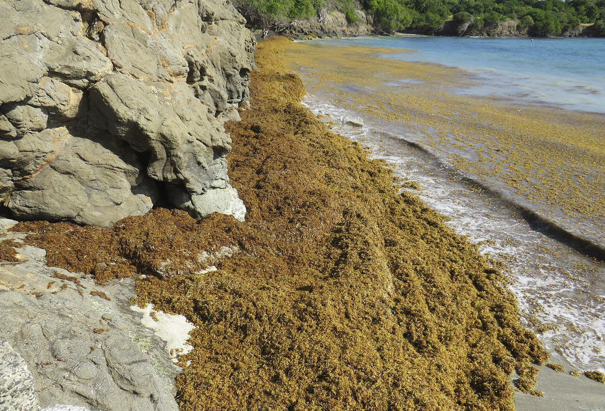 450万平方千米的马尾藻海,有多恐怖?为何被科学家称为海上坟场