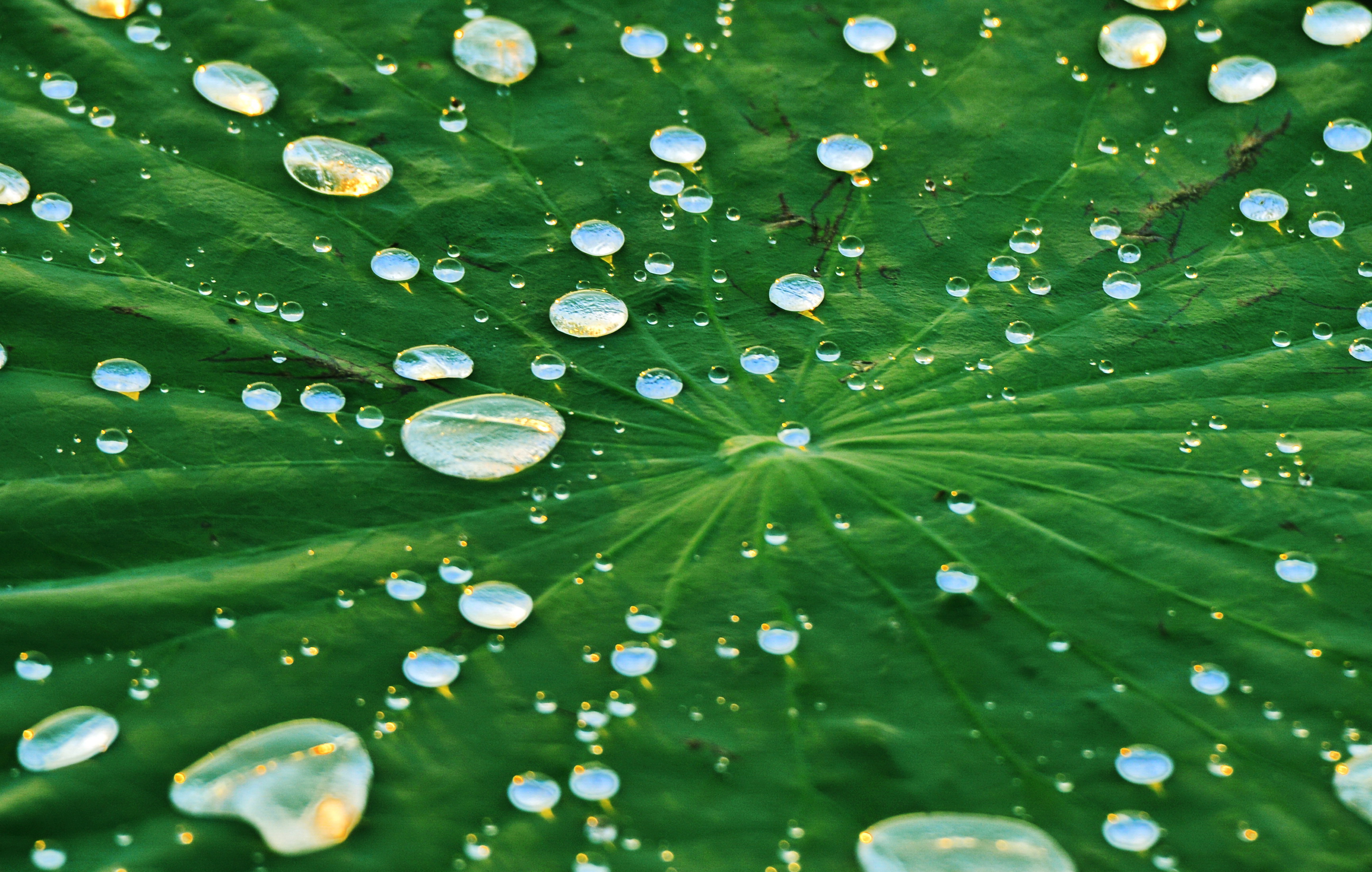 莲花泡(散文,发表于2021年10月09日《黑龙江日报》天鹅副刊)