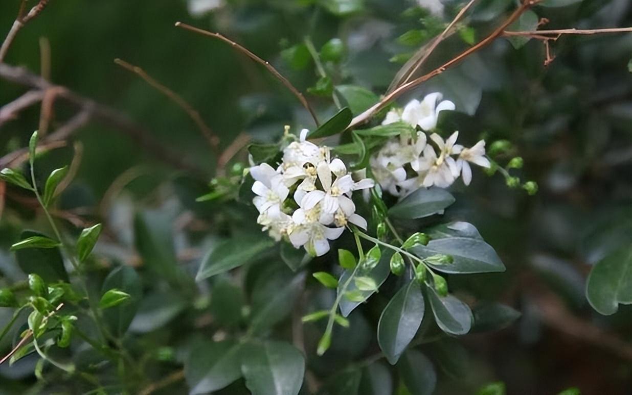 曾價格昂貴的九里香,現在降價了,花香濃郁,開花頻率高,值得種