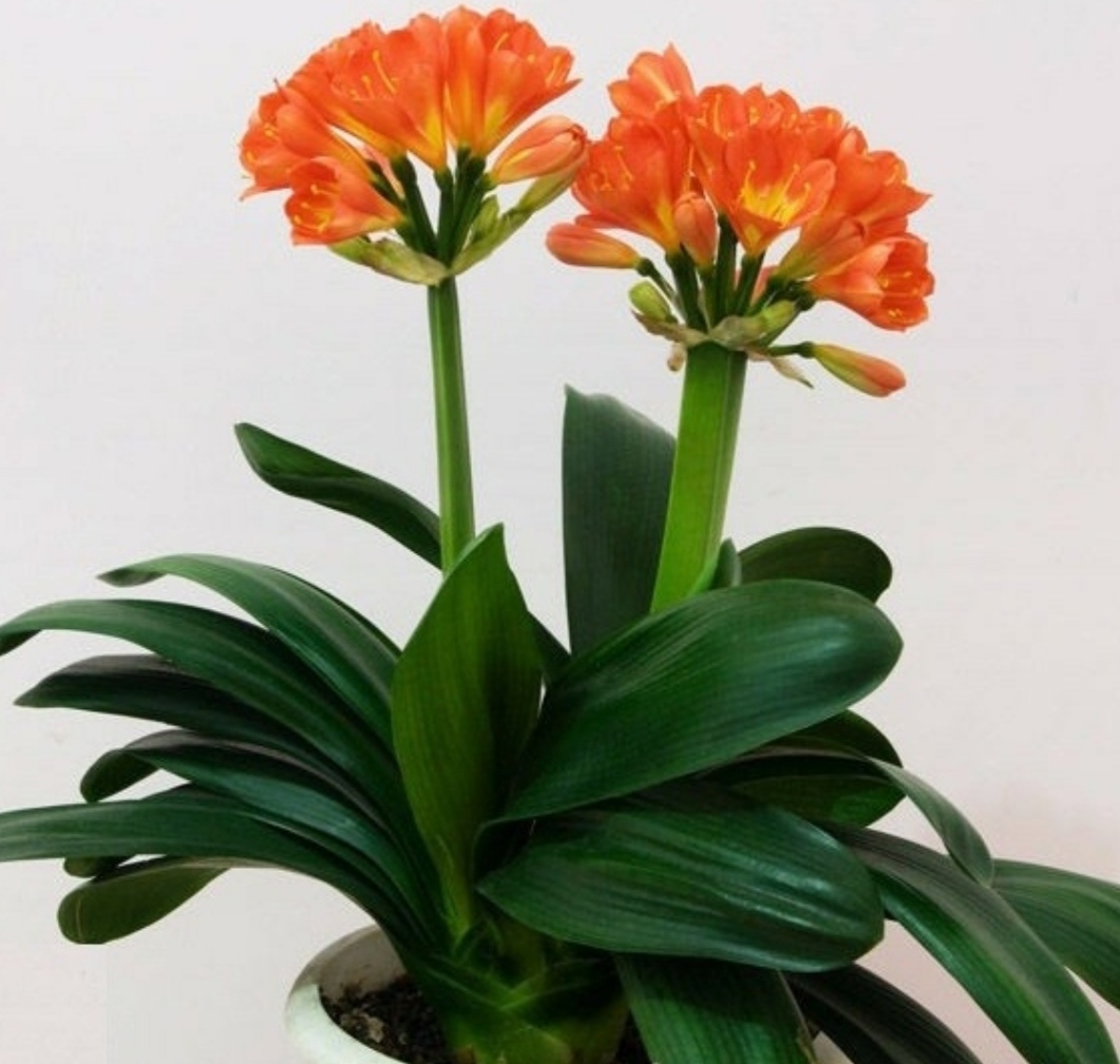 家里阳光少,选8种"喜阴花卉",既好养开花又漂亮