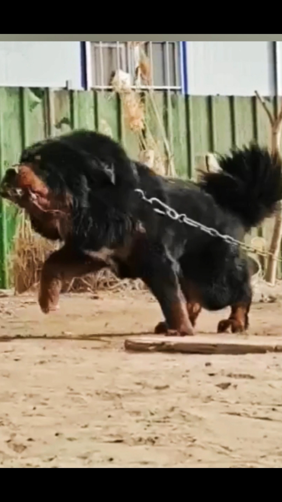 弘扬中国藏獒文化:分享纯种虎头獒的美