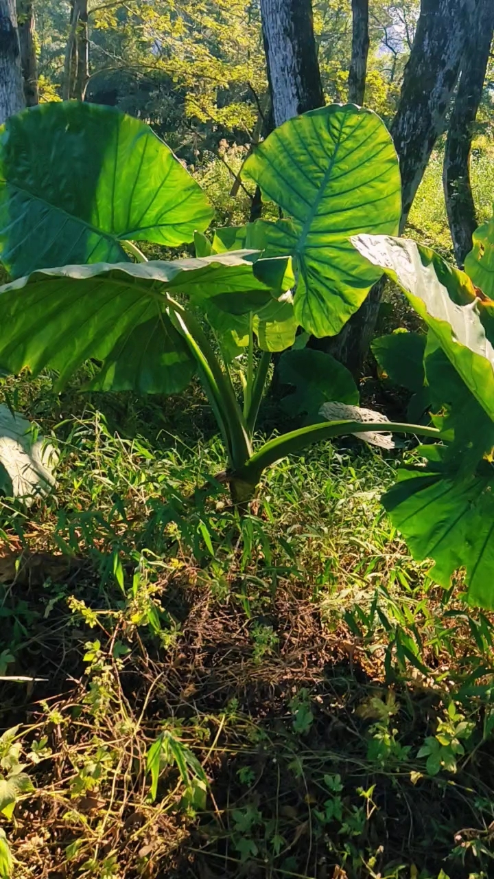 我们村路边好多滴水观音这种植物听说北方朋友非常稀罕,是真的吗