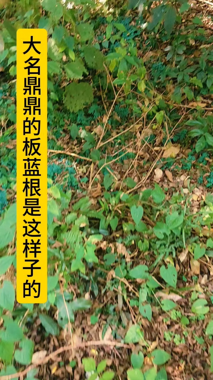 板蓝根,野生板蓝根是长这样子的