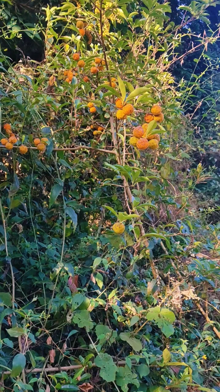 大家看看,大名鼎鼎的穿破石长这样子的.