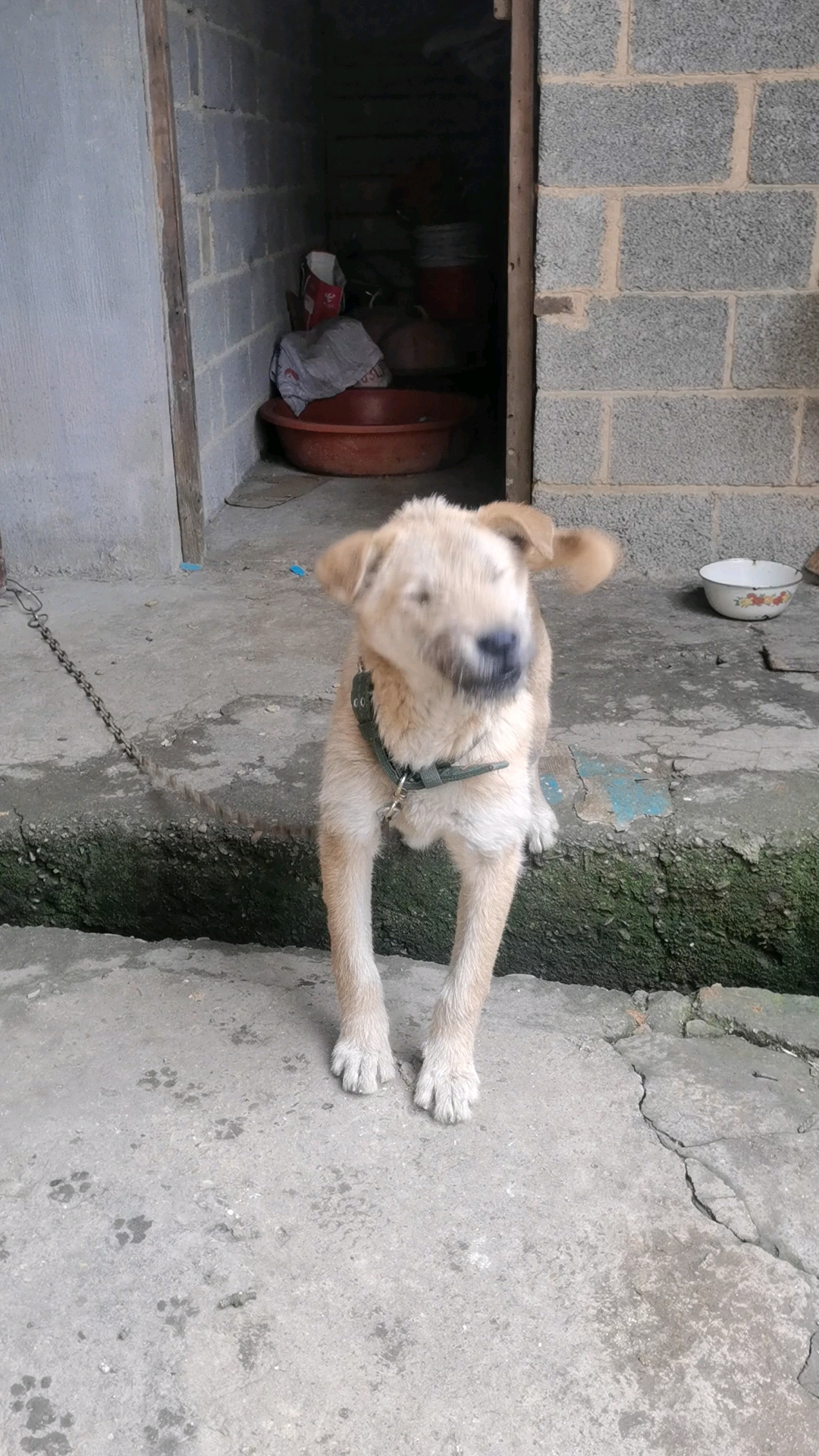 自从养了这条胡子狗,家里散养的鸡再也没丢失过.