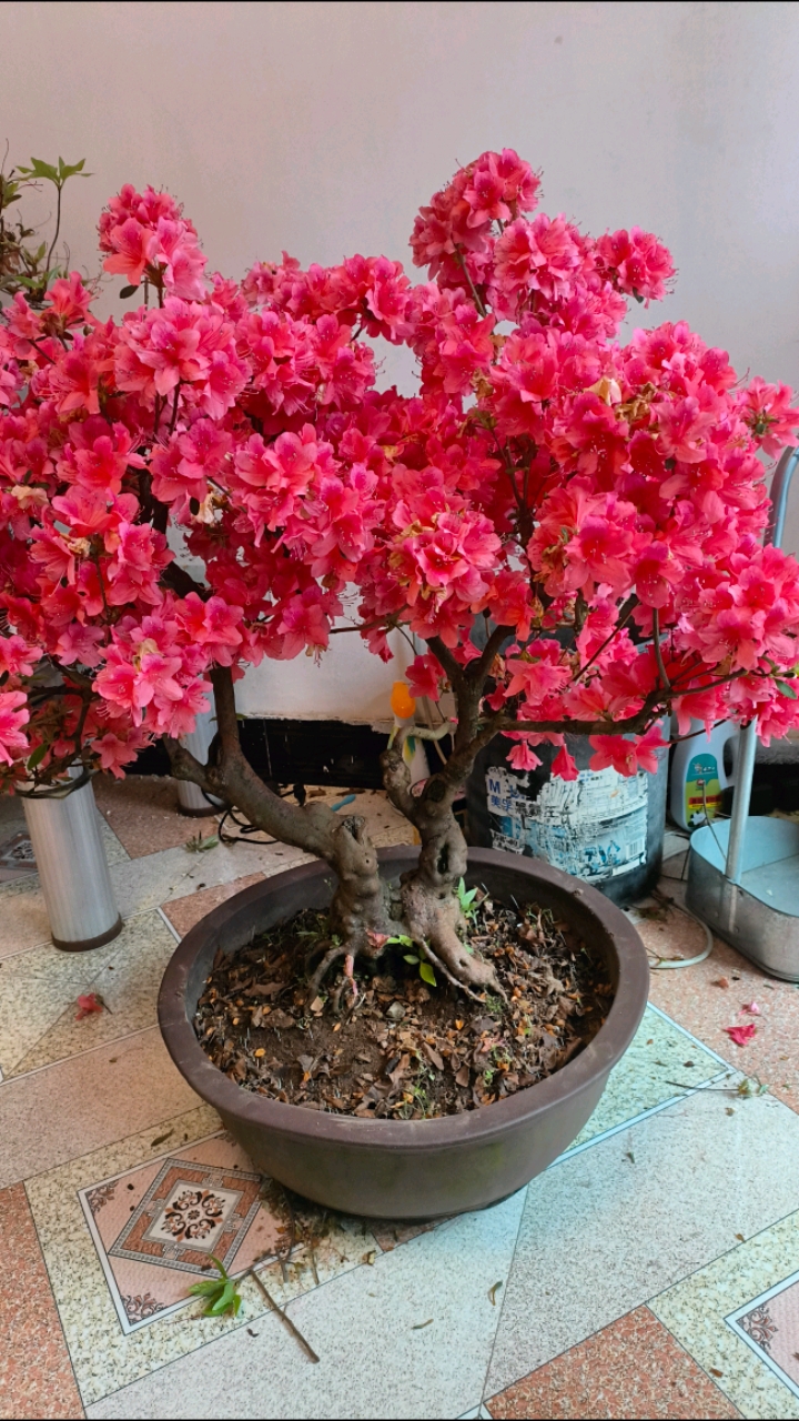 盆栽近20年的映山红