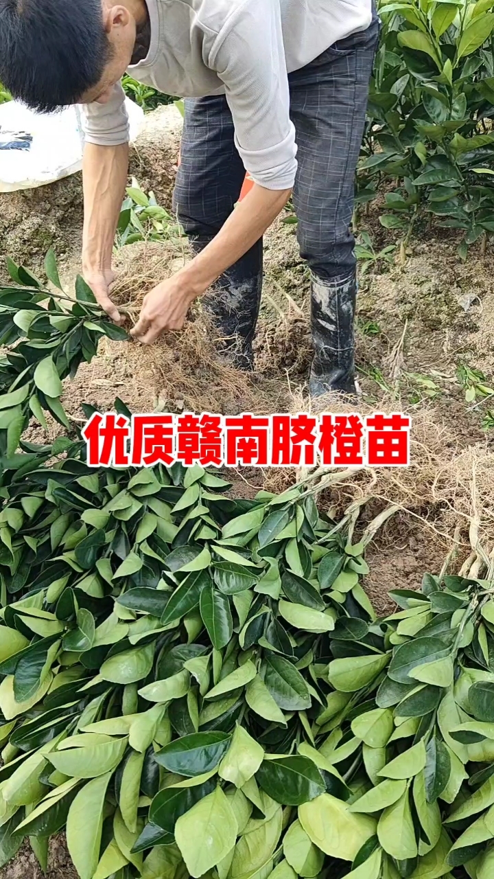 正宗对板的赣南脐橙苗