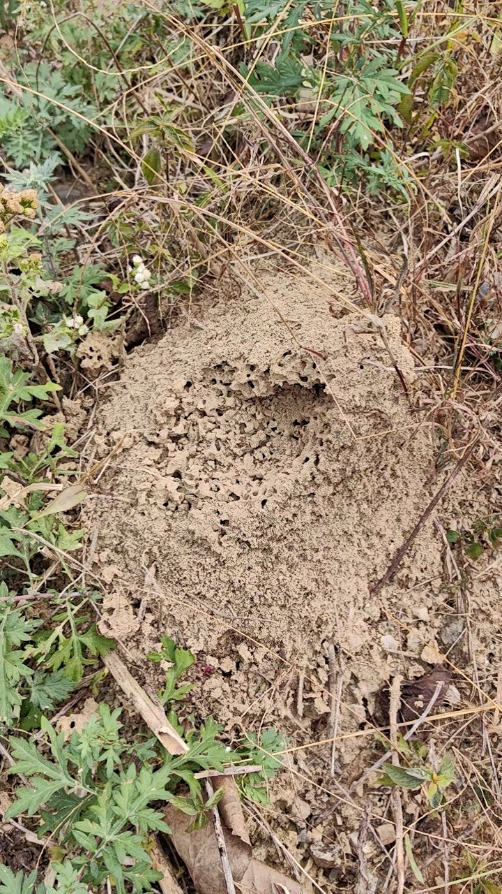 千万莫惹红火蚁窝