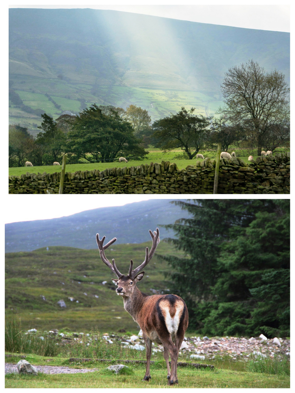 简介 峰区(peak district)在英国北部,英国最大的国家公园之一,成立于