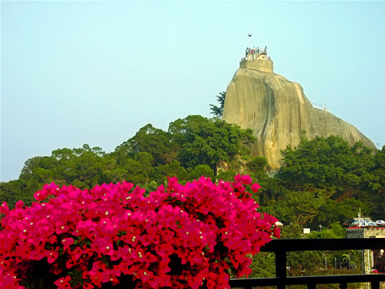 厦门市树 市花图片