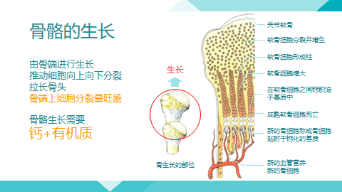 小儿长骨的结构图图片