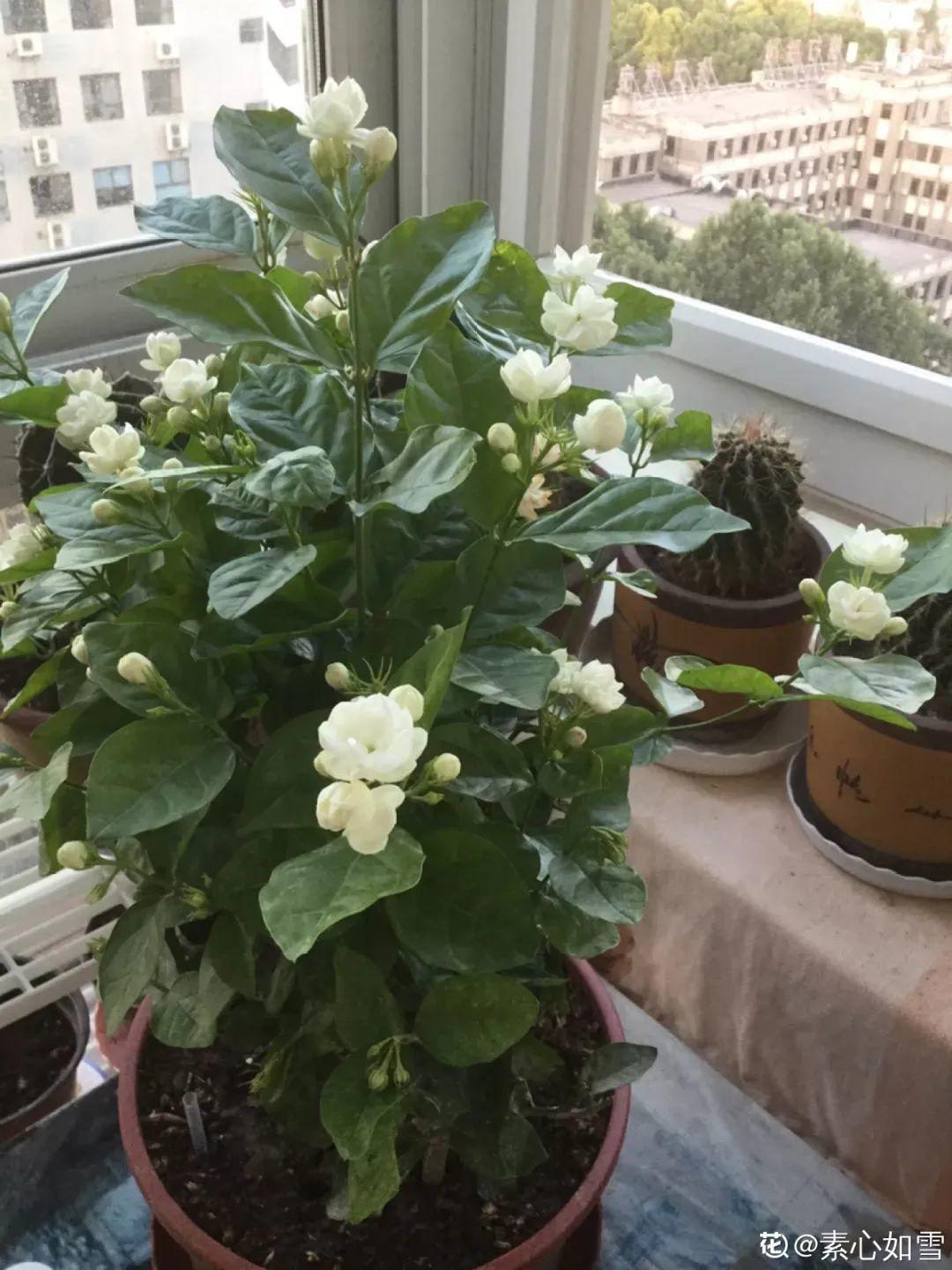 超耐晒的茉莉花,30℃高温照样开,满屋子都是香气!