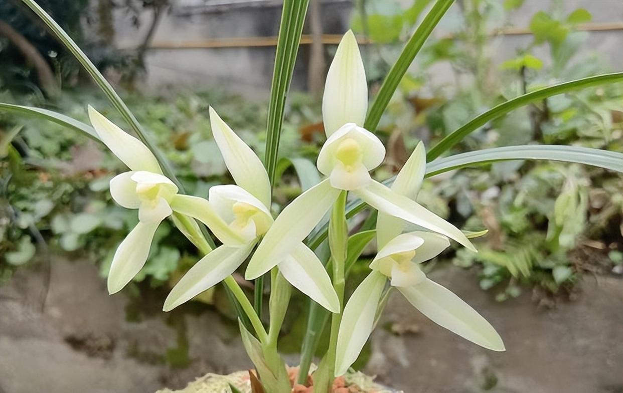 精品兰花——雪影