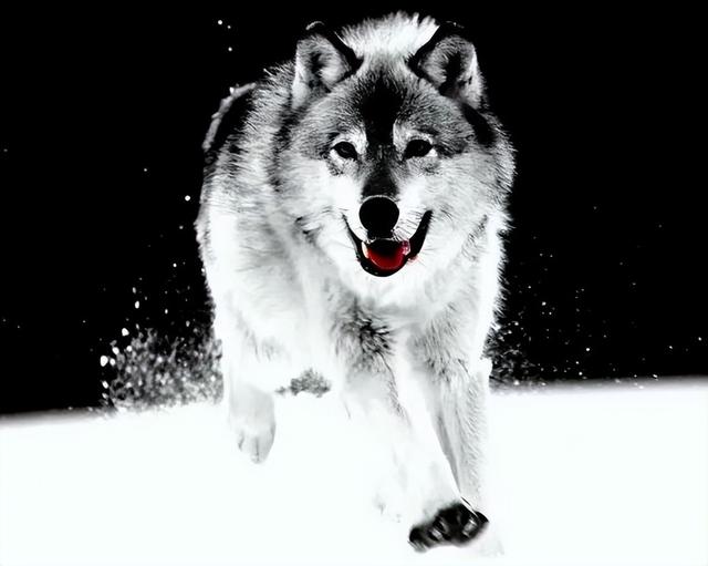 狼道:真正的强者,在面对机遇时,往往有这几种高层次思维!